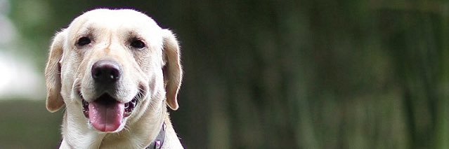 robindaroza's profile banner image