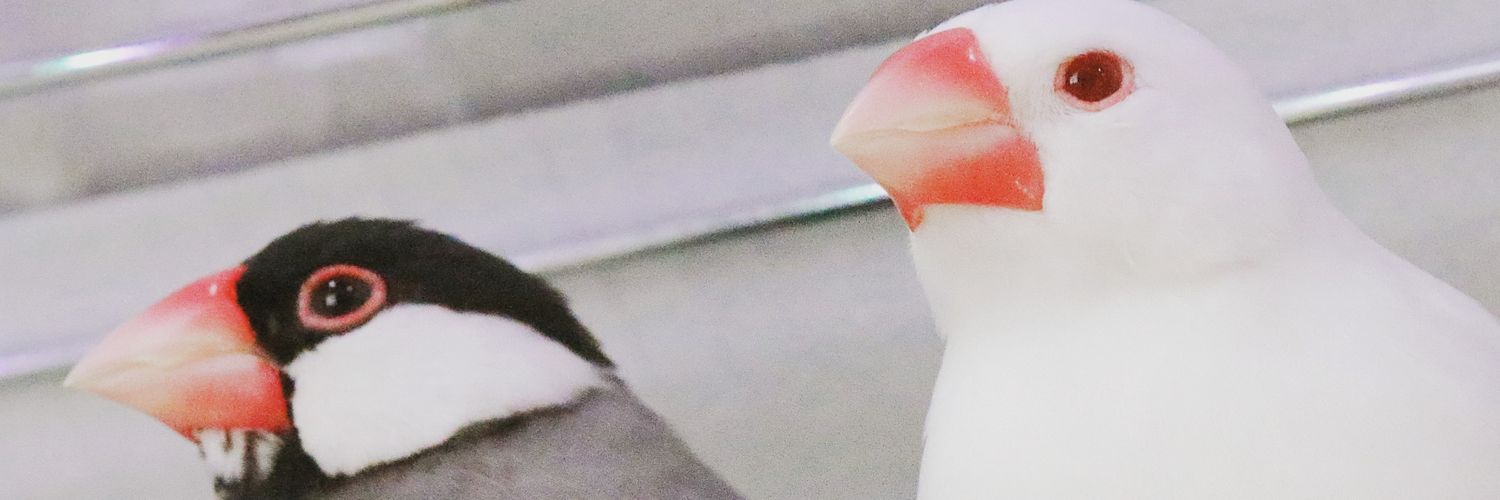 spmyn's profile banner image