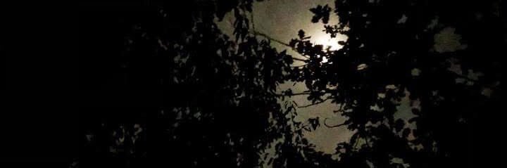 Reijo Siltala banner