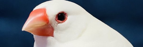 Sake1214 Profile Banner