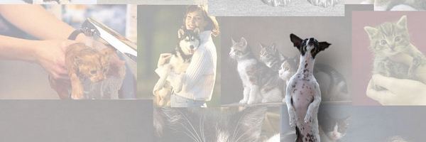 animalradio Profile Banner