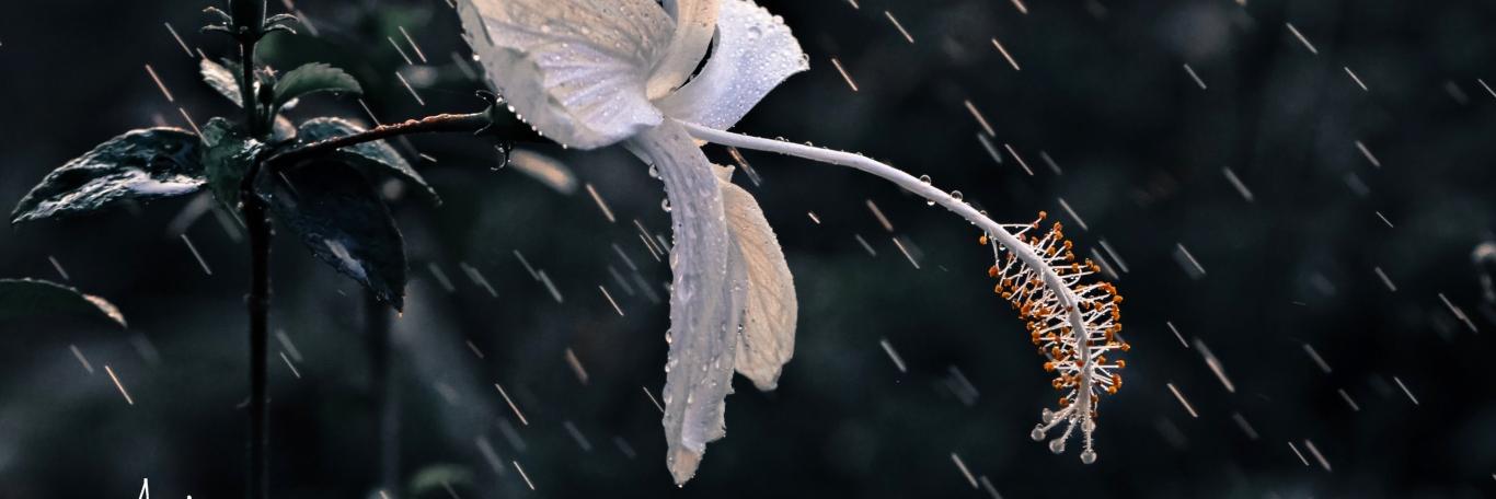 AmndCox's profile banner image