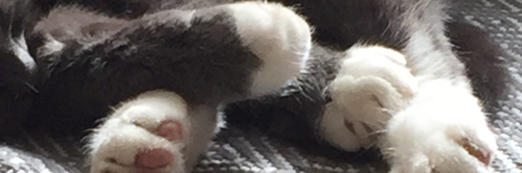 Wabbit banner