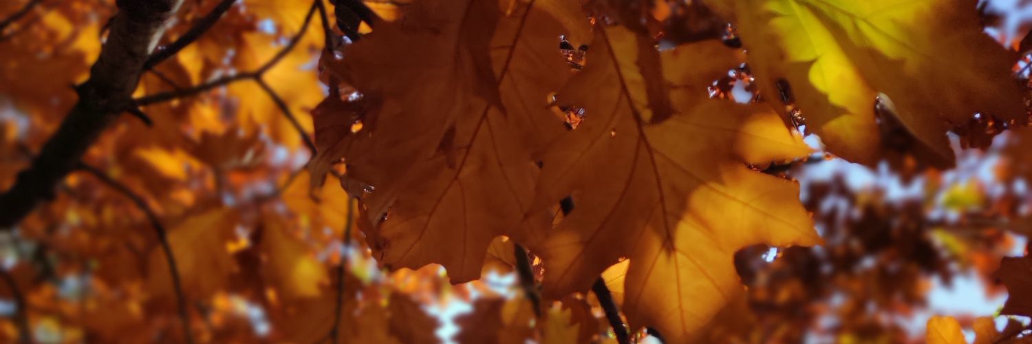 saykinho's profile banner image
