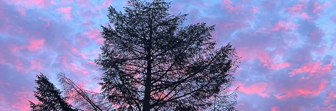 BockLauren's profile banner image