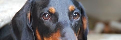 PAOLA banner