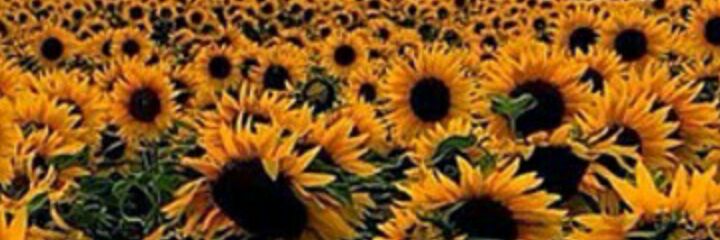 dboucheryy's profile banner image
