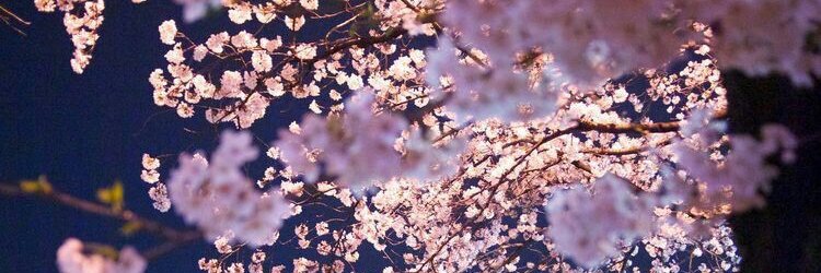 SOUL_bla's profile banner image