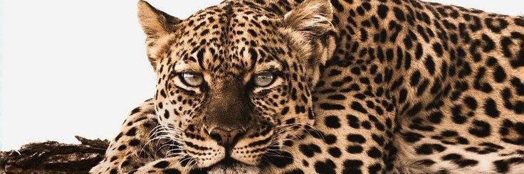 sweetestViXEN_'s profile banner image