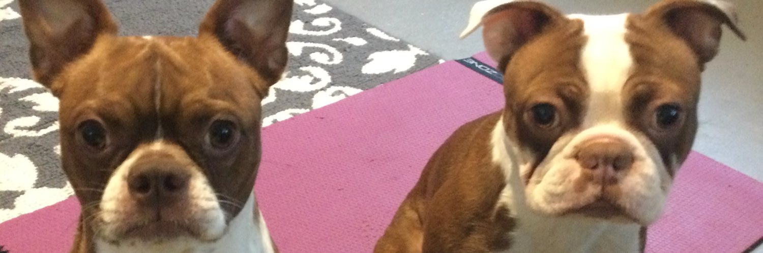 Bindi, Jedi, and Angel Cam banner