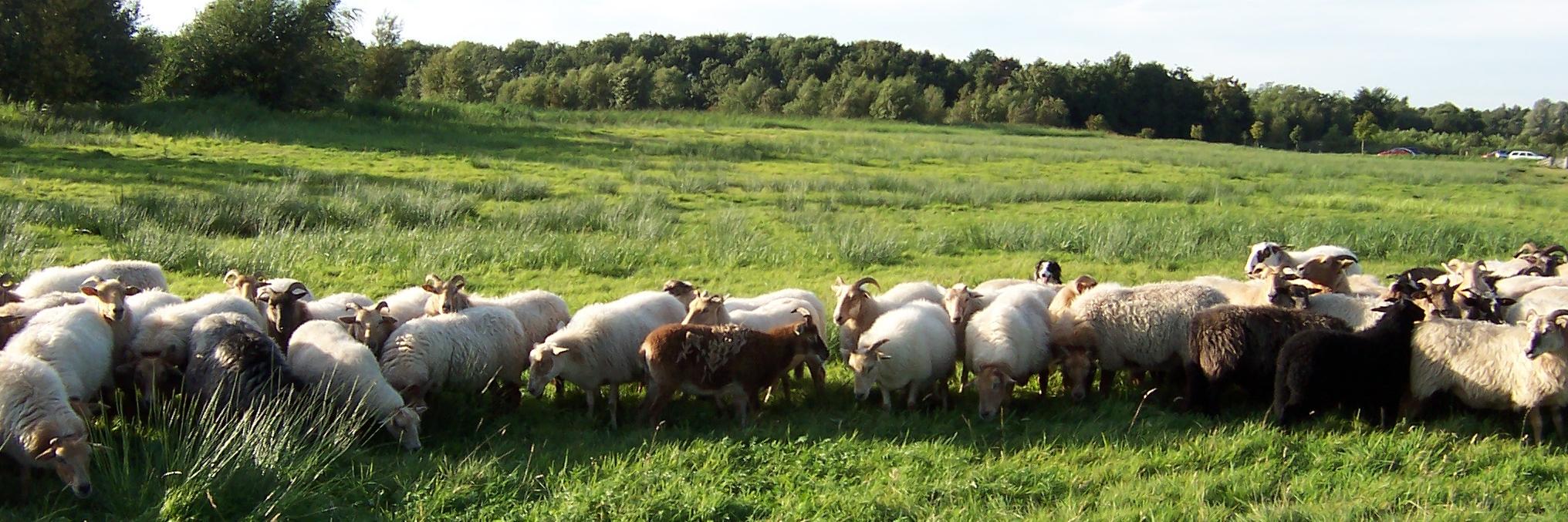 workingsheepdog's profile banner image