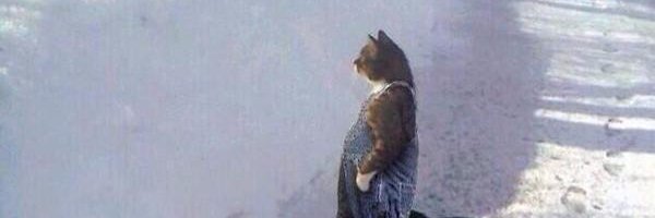 Rad_Wizards_Fan's profile banner image