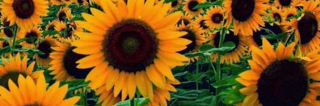 KeriWorley's profile banner image
