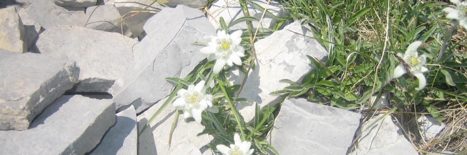 Serge LABOURASSE 🇪🇺 banner