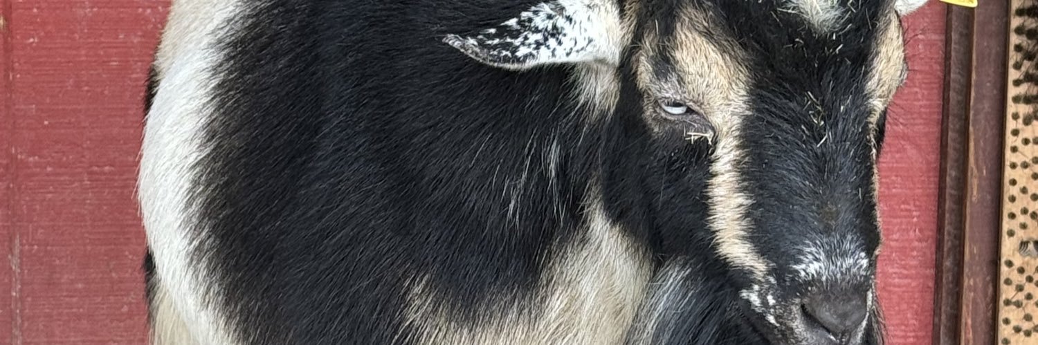 stonkssandstuff's profile banner image