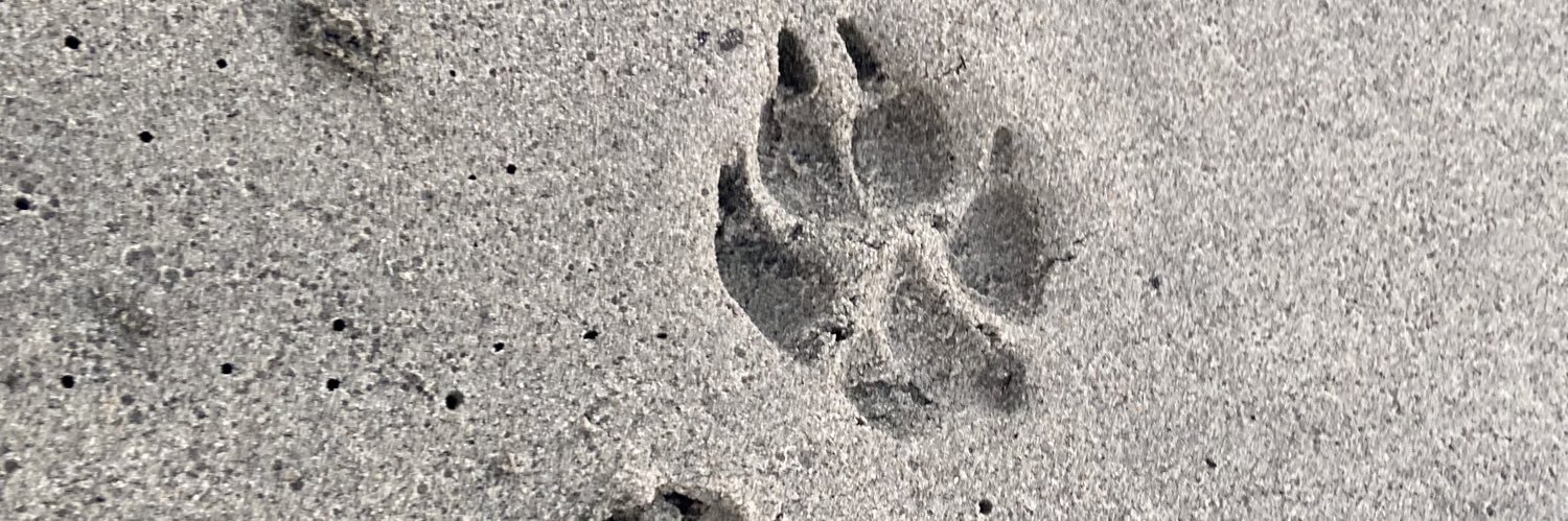 danielaospinoo's profile banner image