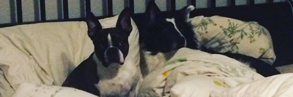 alitlerin's profile banner image