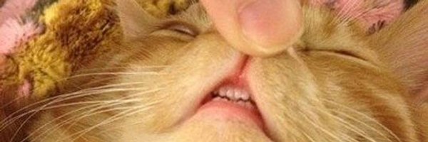 levaant Profile Banner