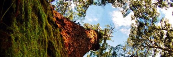 pemdisc Profile Banner