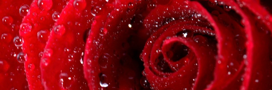 OlgaDuarte18's profile banner image