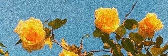 Bri_Corbelli's profile banner image