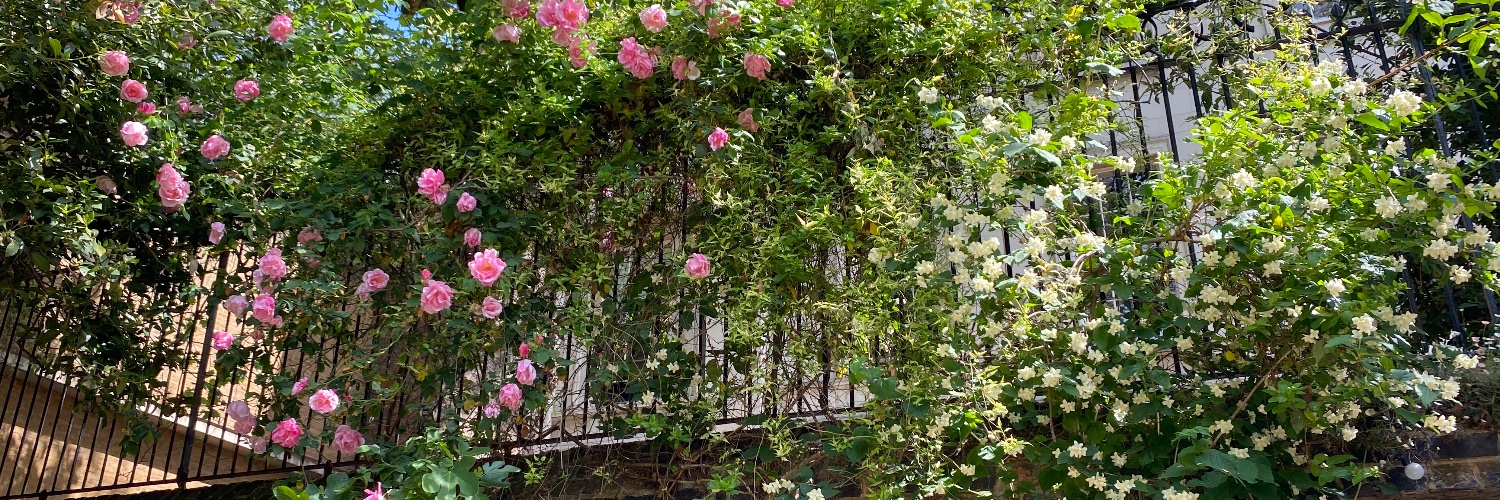 Corinne Pearlman banner