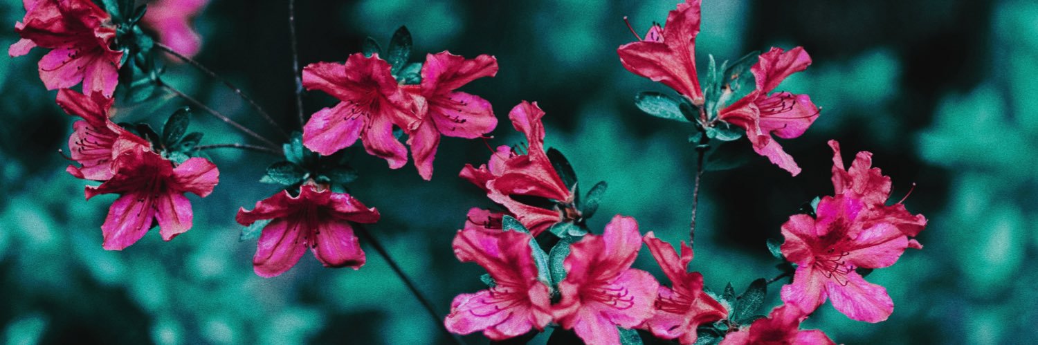 allisonfogleman's profile banner image