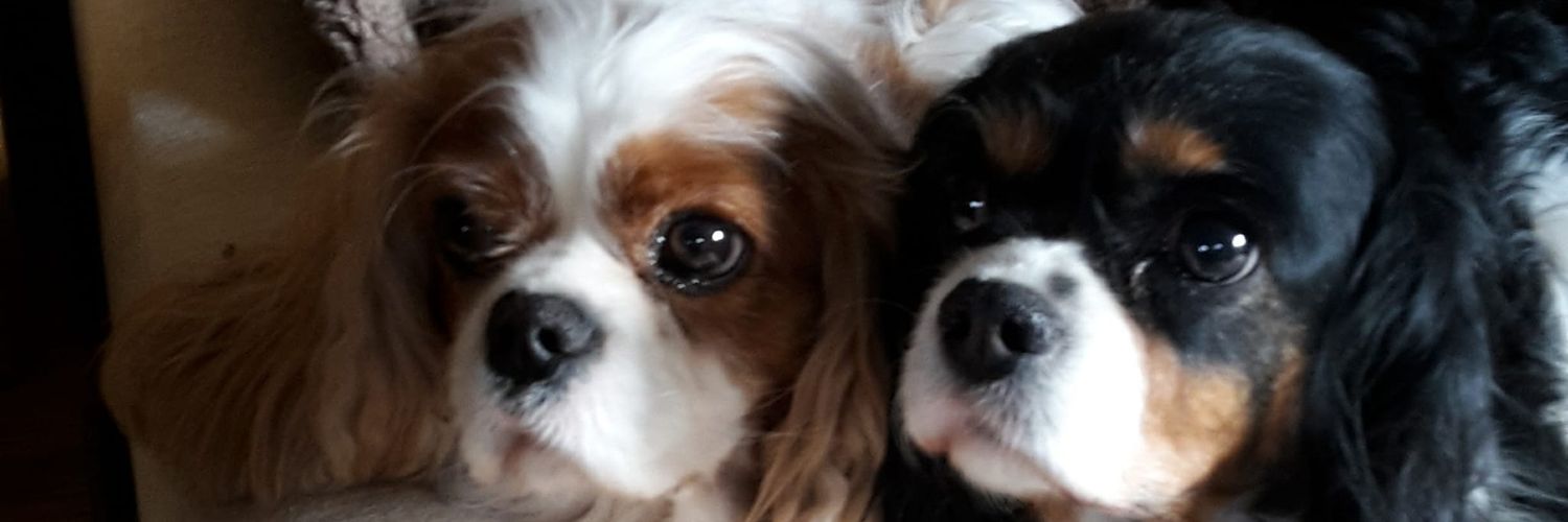 lizzy_1604's profile banner image