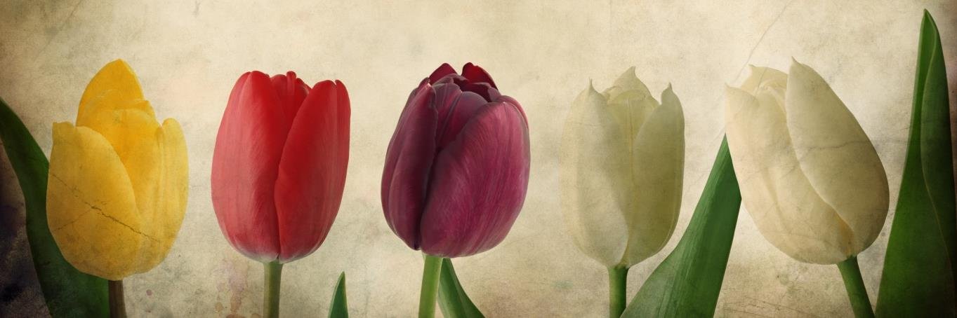 _Tulipe's profile banner image