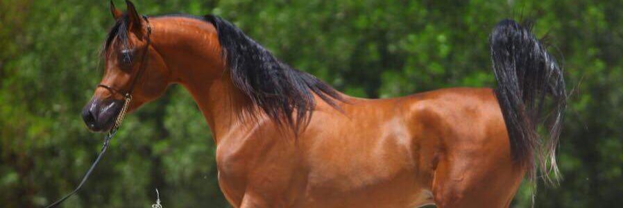 Fahdah__a's profile banner image