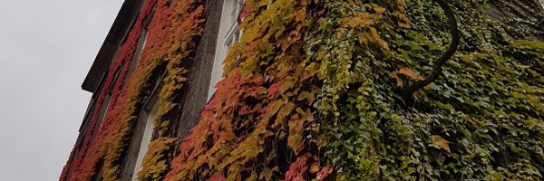 vandvik Profile Banner