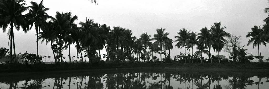 CoconutTeam's profile banner image