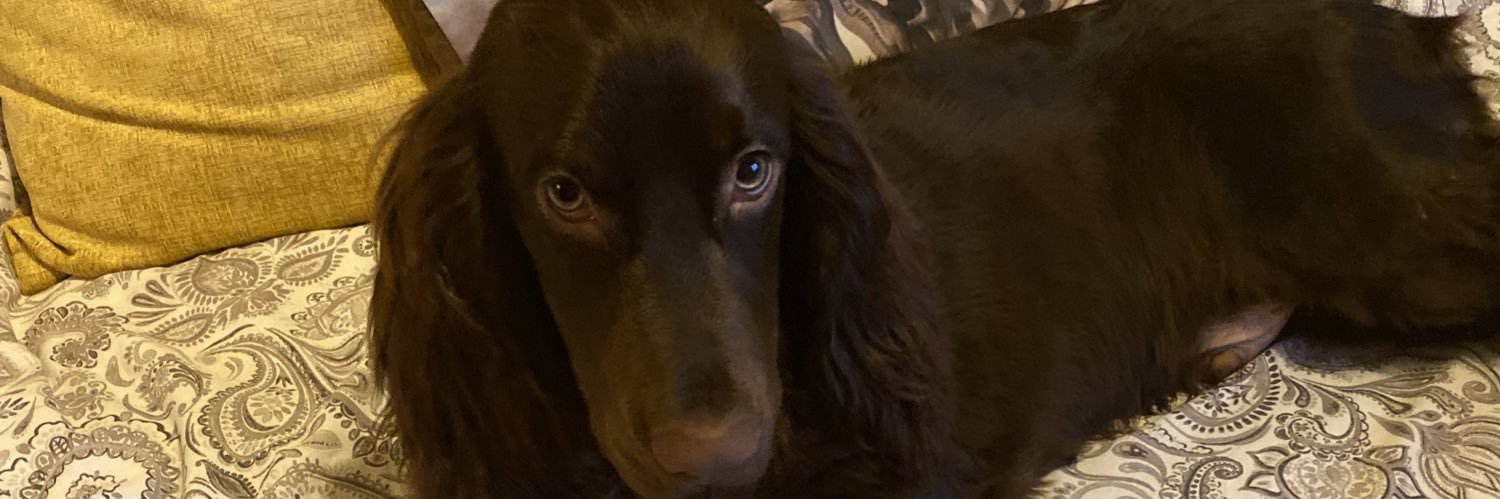 jazstevens's profile banner image