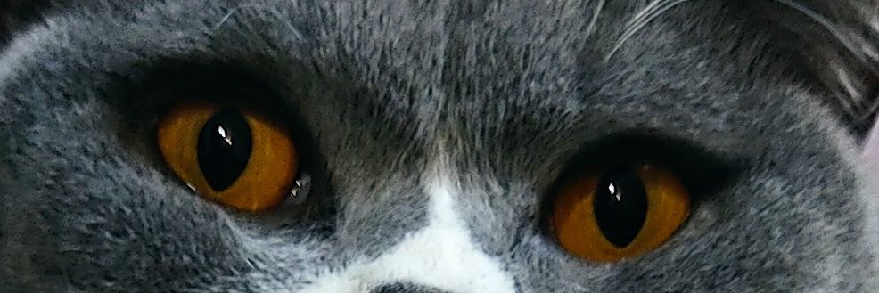 suepickles1's profile banner image