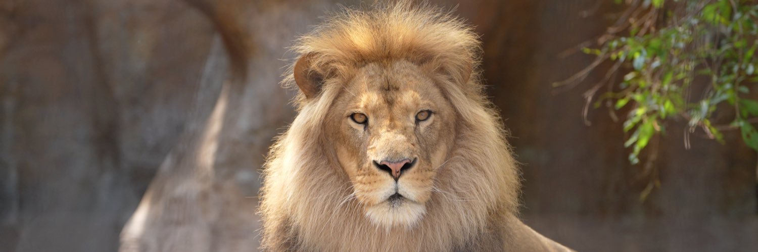 asahiyanma's profile banner image