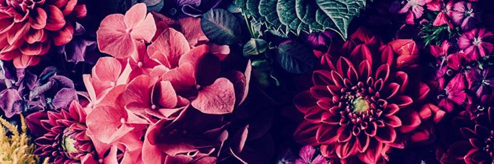 Callie_Carlson's profile banner image
