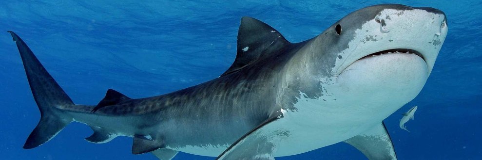 SundraKing's profile banner image