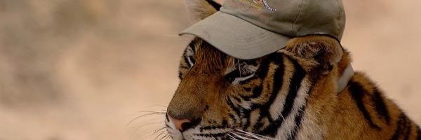 tarandipiity's profile banner image