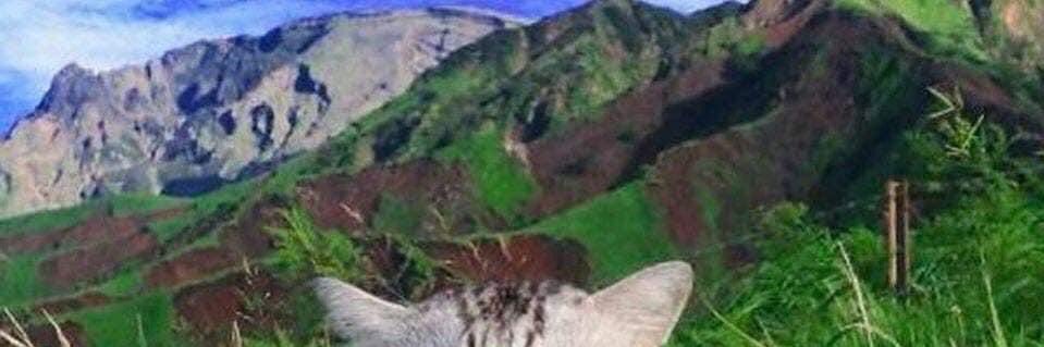 pepeeech's profile banner image