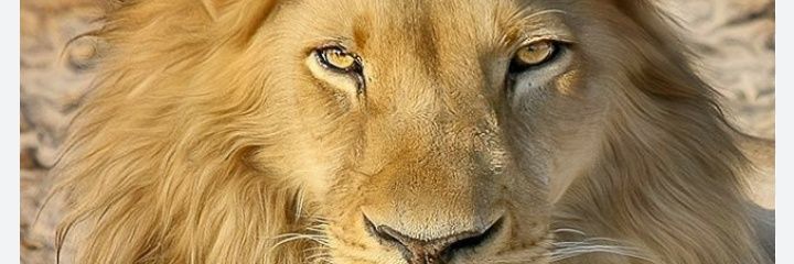 PhillipsMcCune's profile banner image