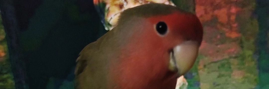 luccheeMilena's profile banner image