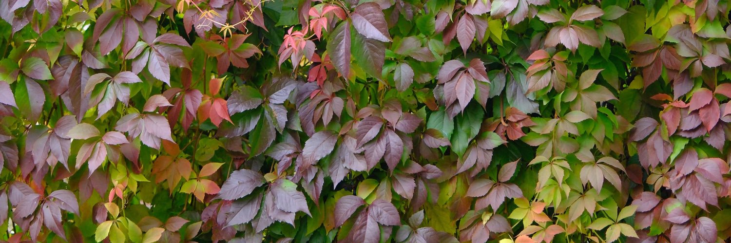 Michał Majewski banner