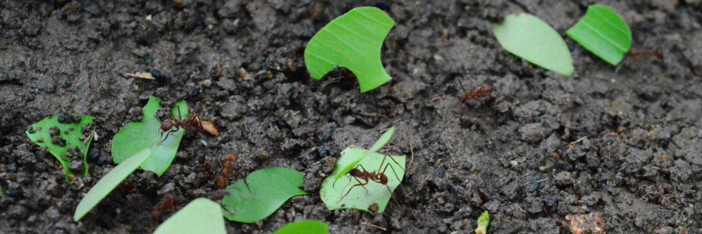 Ants_ee_thesis's profile banner image