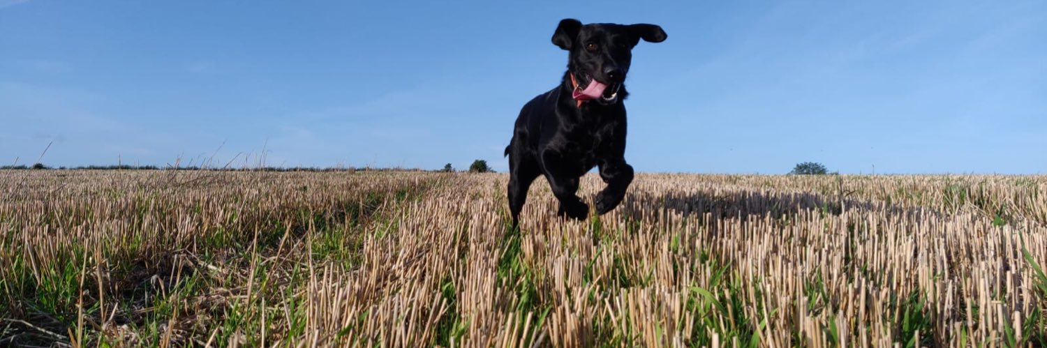 Melanie 🇪🇺 🇺🇦 💙 💛 banner