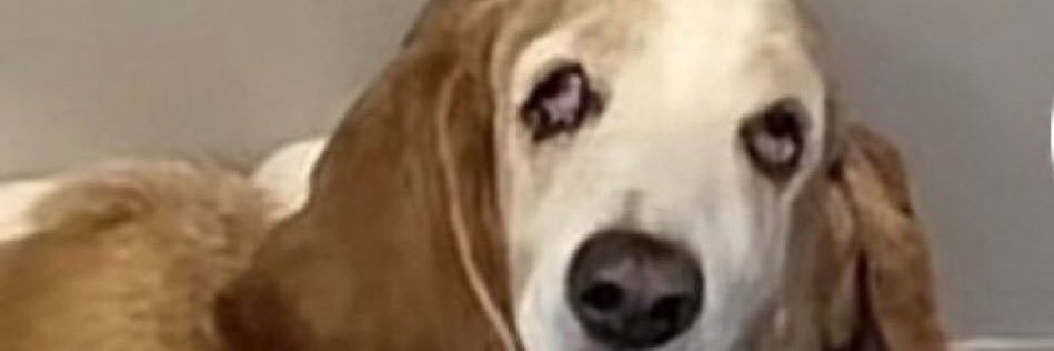 BigCatGang's profile banner image