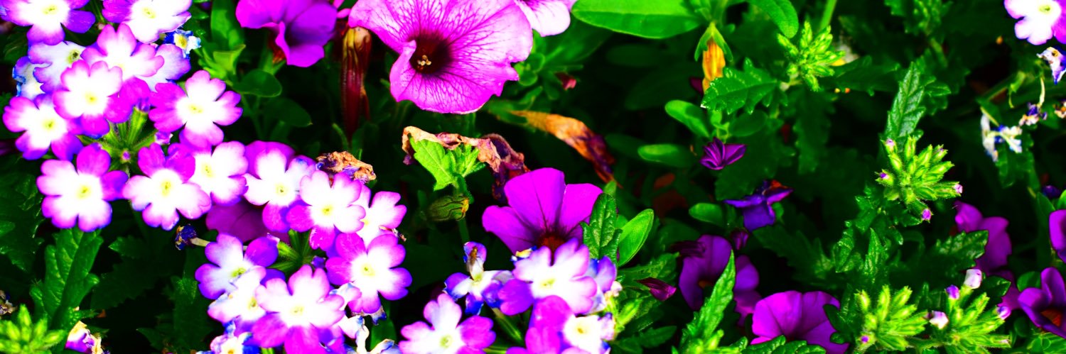 LeahTirabassi's profile banner image