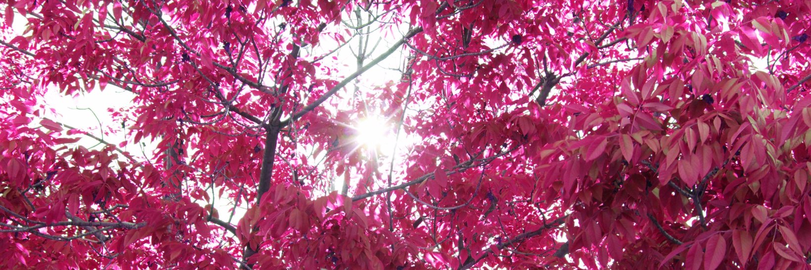 LilyTumala's profile banner image