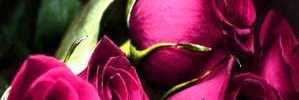 virginiatle's profile banner image