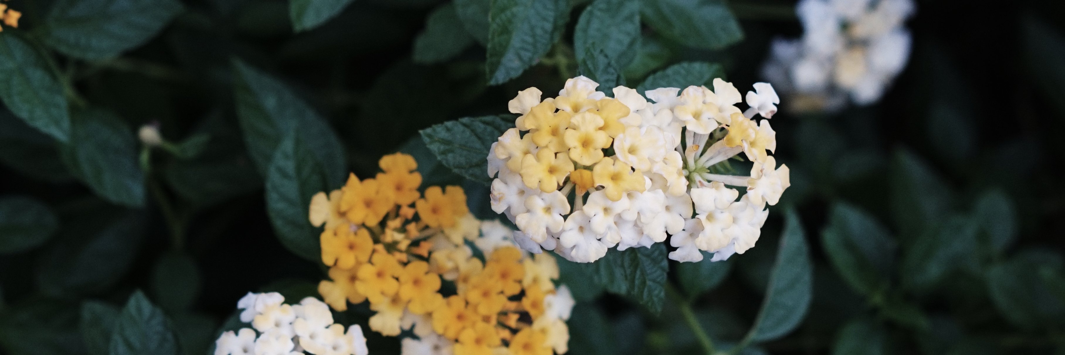 Mutia Nurul Rahmah banner