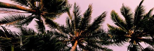 Kelsey Williamson banner